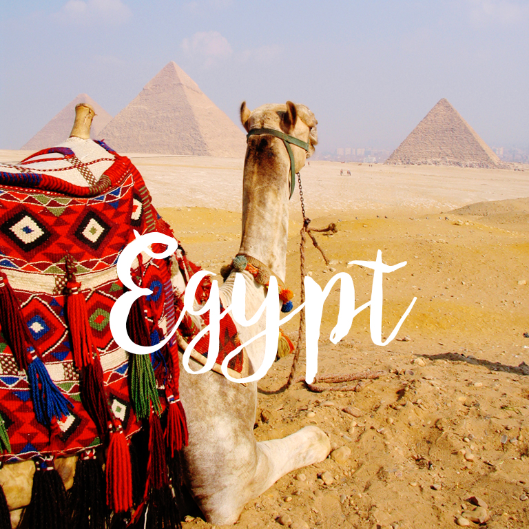 camel at the pyramids in egypt