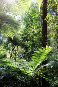 ferns and foliage in nightcap national park