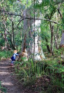 tall trees on the trail to Minyon Falls