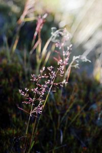Flowers on the Ben Lomond Track, Queenstown, New Zealand
