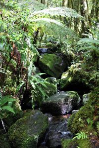 Nature view on the way to The Chasm, Fiordland, New Zealand
