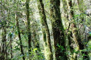 Mossy trees on The Chasm Trek, Fiordland, New Zealand