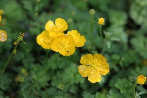 Yellow flowers on the way to the Chasm, Fiordland, New Zealand