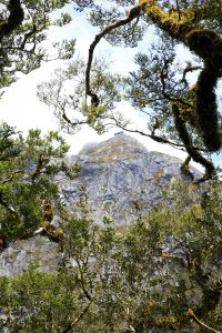 A view from the Chasm Walk on the way to Milford Sound
