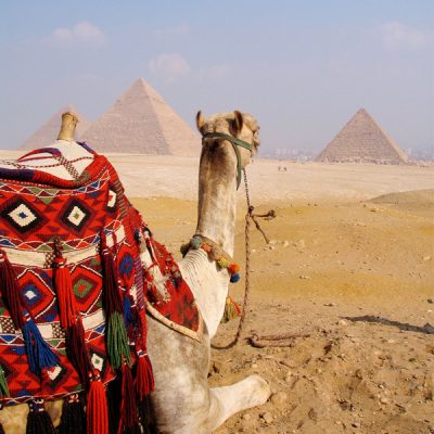 camel at the giza pyramids